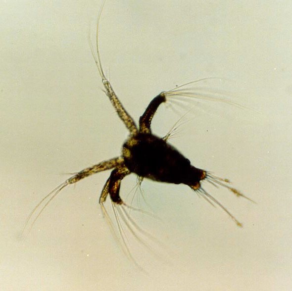 Shrimp_nauplius.jpg